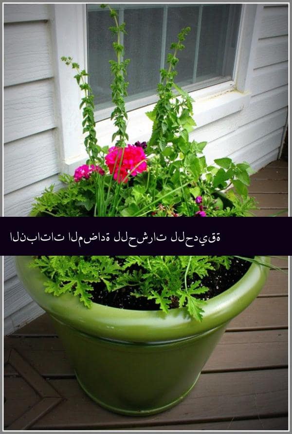 Anti Bug Plants for Garden للحشرات
