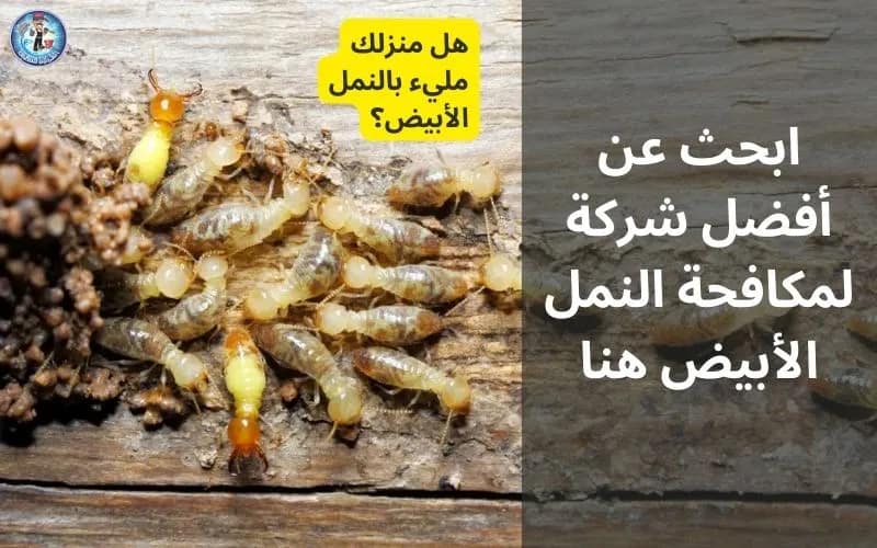 a group of termite larva damaging house wooden furniture, website cover photo