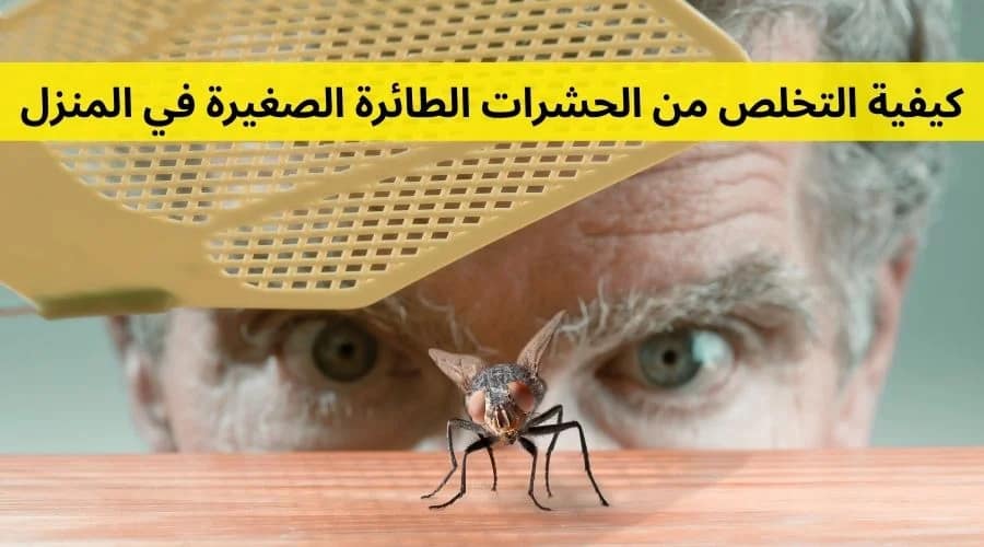 كيفية التخلص من الحشرات الطائرة الصغيرة في المنزل